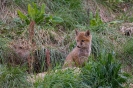 Faune de notre région