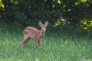 Faune de notre région