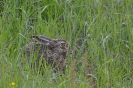 Faune de notre région