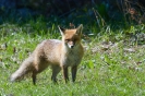 Faune de notre région