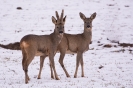 Faune de notre région