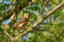 Faune de notre région