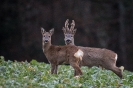 Faune de notre région