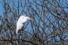 Faune de notre région