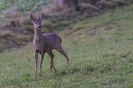 Faune de notre région