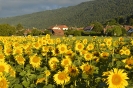 Tournesol